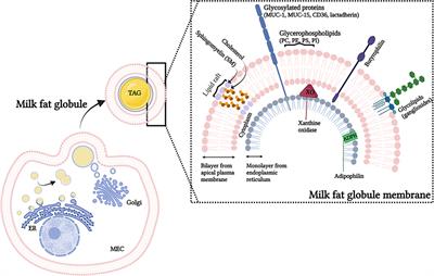 Changes in Human <mark class="highlighted">Milk Fat</mark> Globule Composition Throughout Lactation: A Review